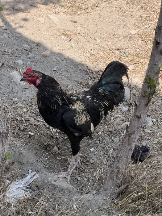 Xuroz lar sotiladi 150mindan 300min