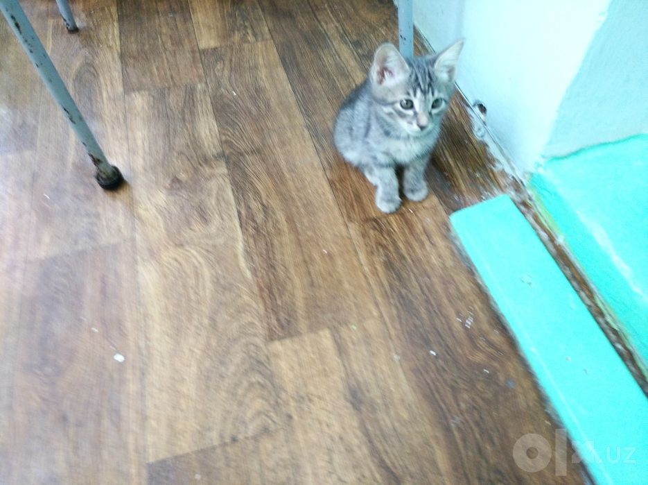 Котята домашние чистенькие