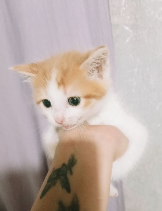 Отдам в добрые руки котят.