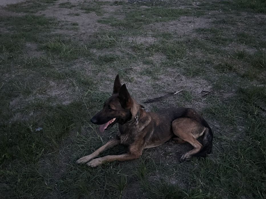 Donez ciobanesc malinois
