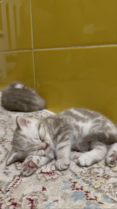 котята  шотланцы