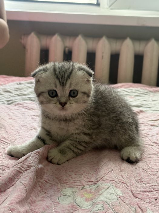 Scottish fold mushukcha
