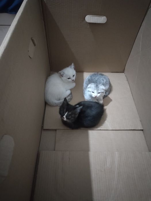 котята милые, умные, британских пород