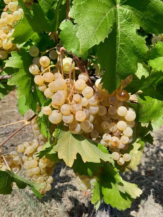 Vindem struguri  de vin