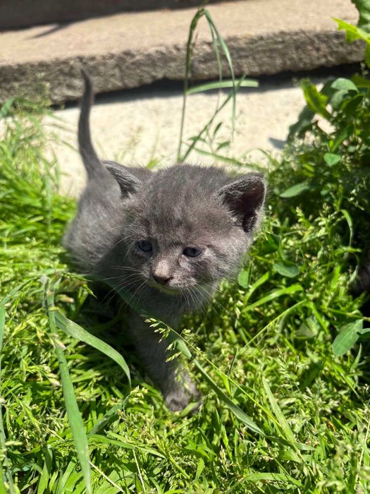 Подарявам 6 котенца