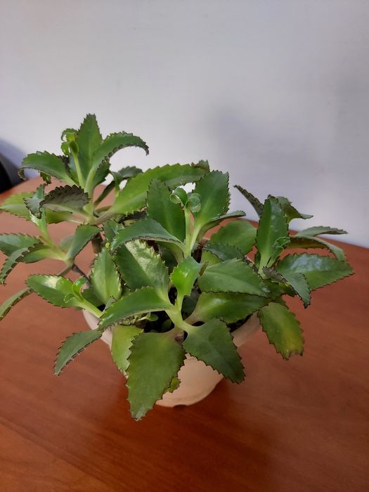 Цветы каланхое лечебный