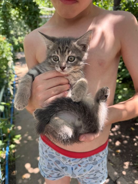 Отдам милых котят в добрые руки.
