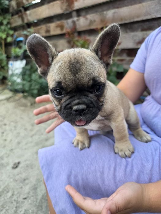 Bulldog mascul si femela