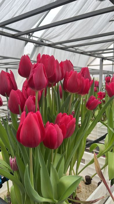 Премиальные тюльпаны оптом и в розницу