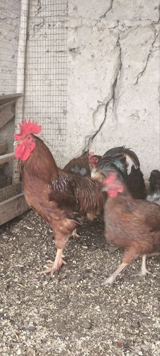 Цыплята Хан-Хяп тухумлари сотилади