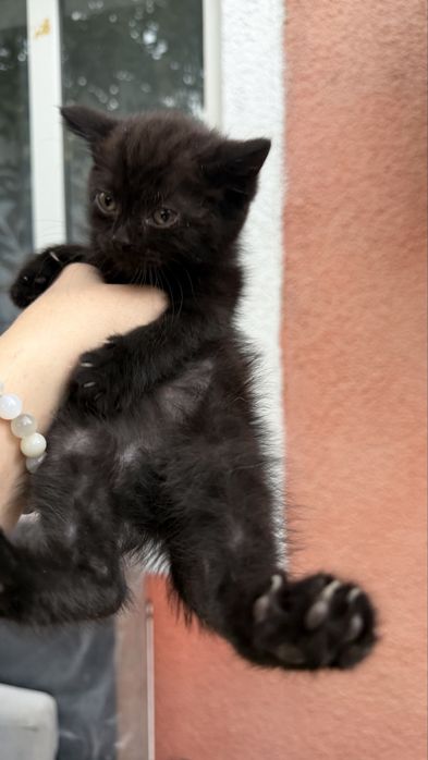 Котята скотиш фолд, 2 месяца
