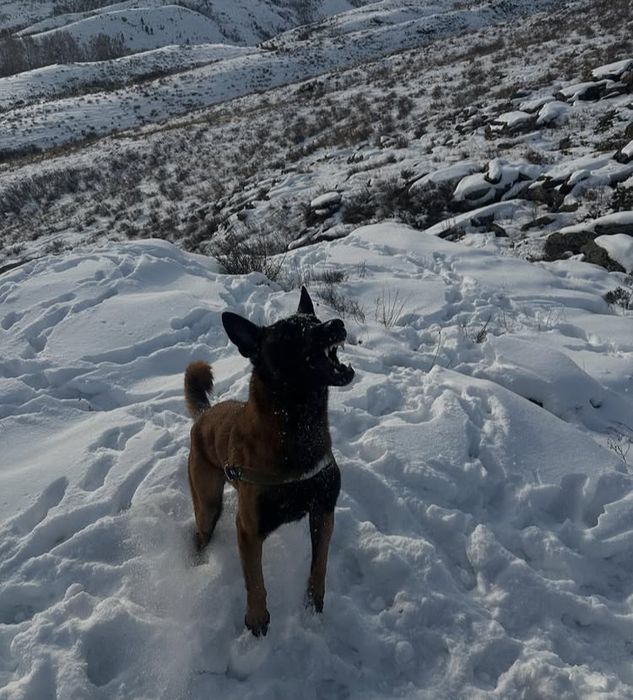 Бельгийские овчарки Малинуа