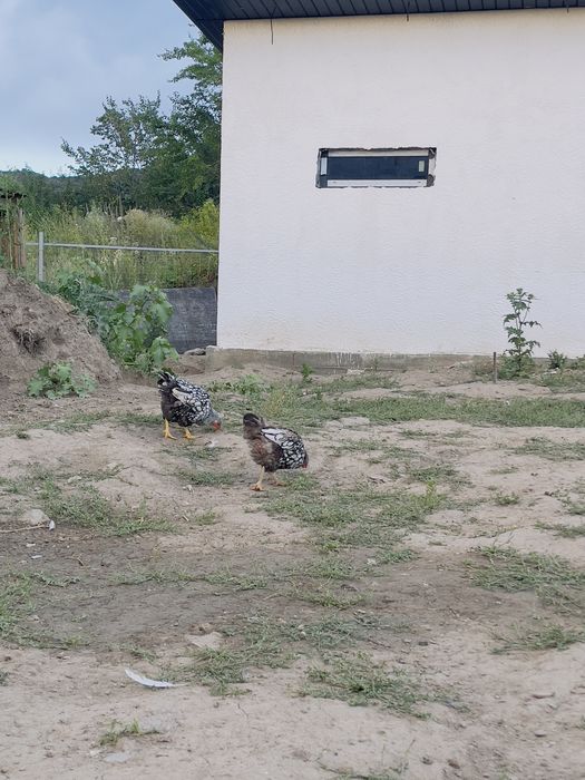 Продам курей виандот серебро