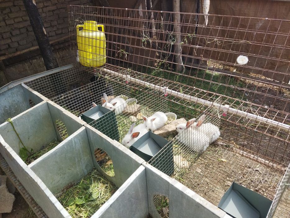 Куйон бокиш учун сетка. Хаманарсаси ичида