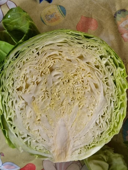 Varza Soiul Landini F1 ‼️Angro‼️