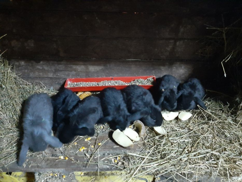 Anuț epuri rasă  berbec german