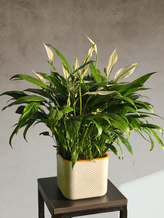 Спатифиллум (Женское Счастье) Цветы Гуллар Орхидеи Комнатные Растения