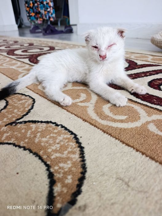 Котенок в добрые руки