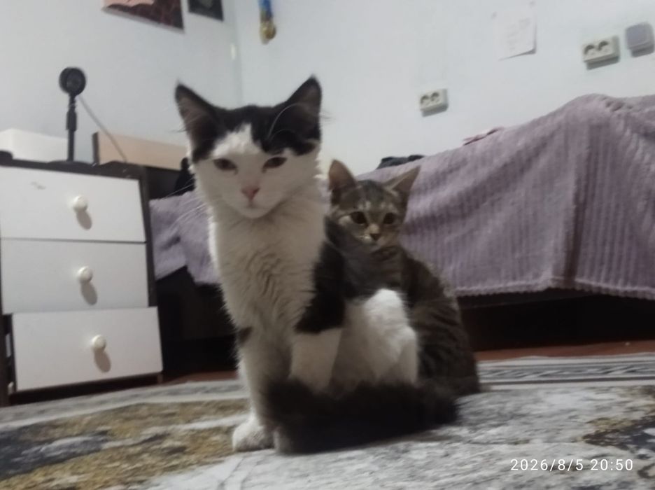 Отдам котят ,срочно