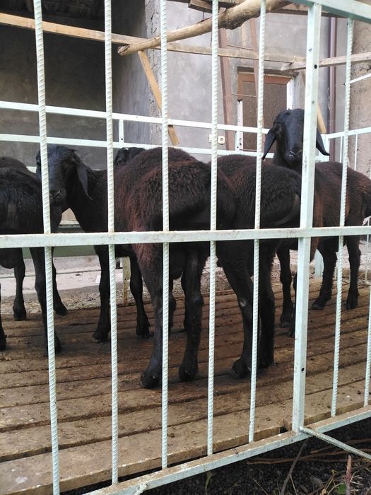 ЩКучкорлар сотилади