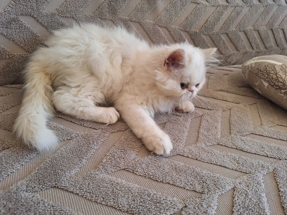 Персийски котенца