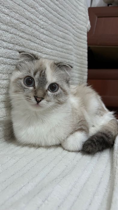 Вислоухая кошечка