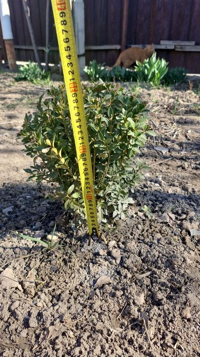 Самшит, взрослые куски