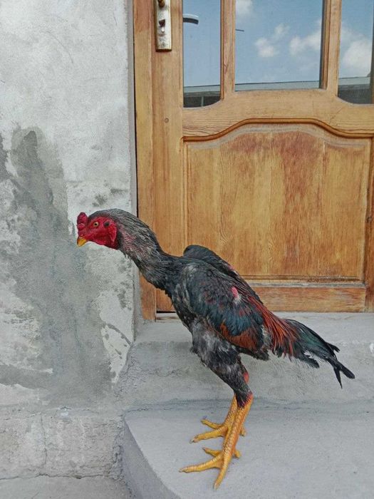 10 oylik yapon shamo 300$