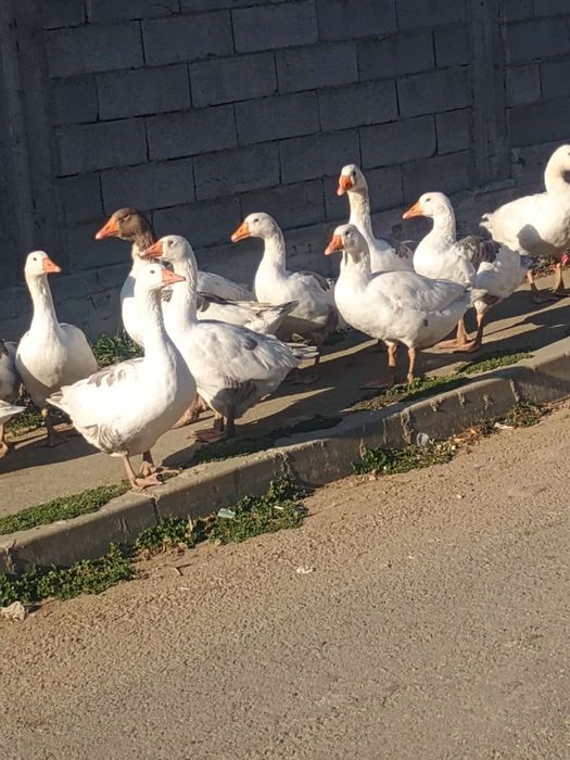 Vând gâște preț de la 150 lei