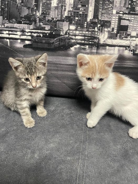 Котёнки маленькие, ручные