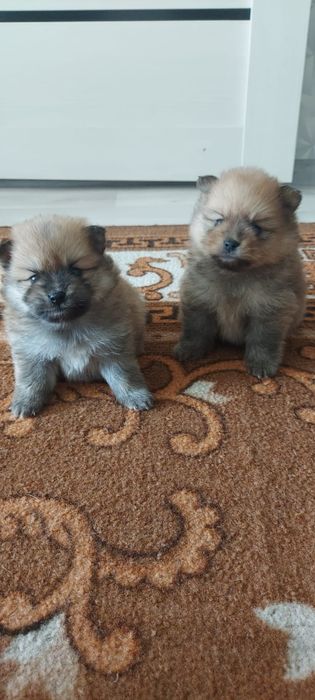 Продам шпицикоа.