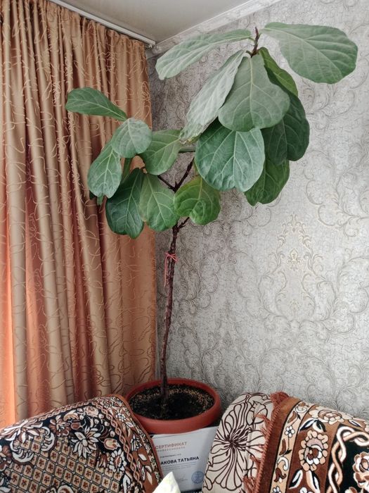 Продам молодой цветок.