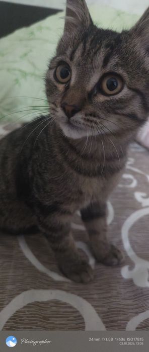 Тишка котенок 3мес