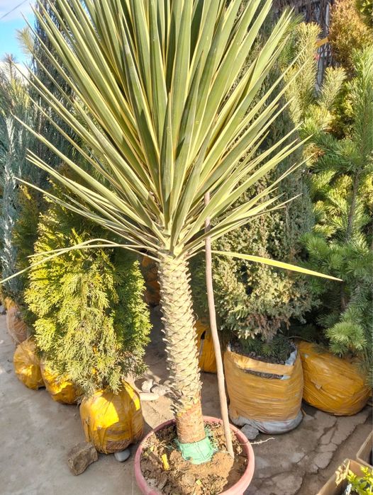 Саженцы көшет барлық түрлері бар