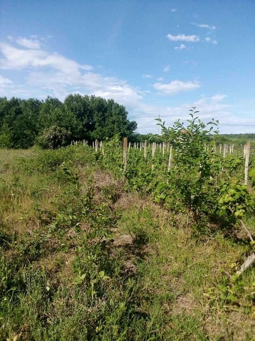 Парцел Горна махала