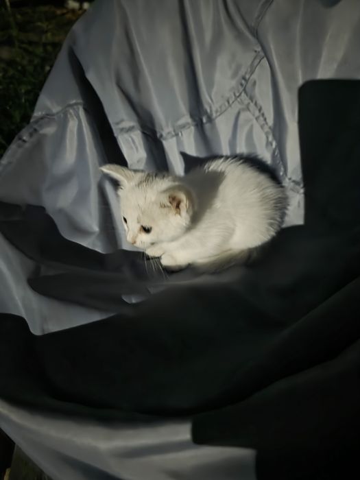 Котёнок белый, маленький