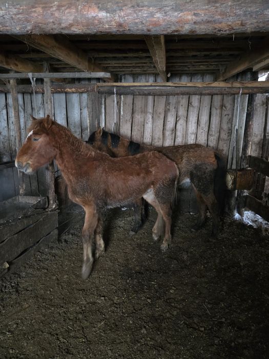 Тайлар с откорма