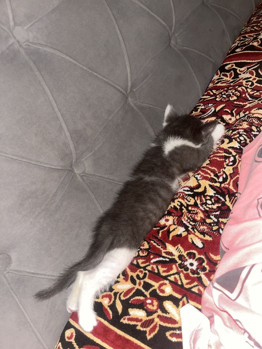 Кошка мысық моти