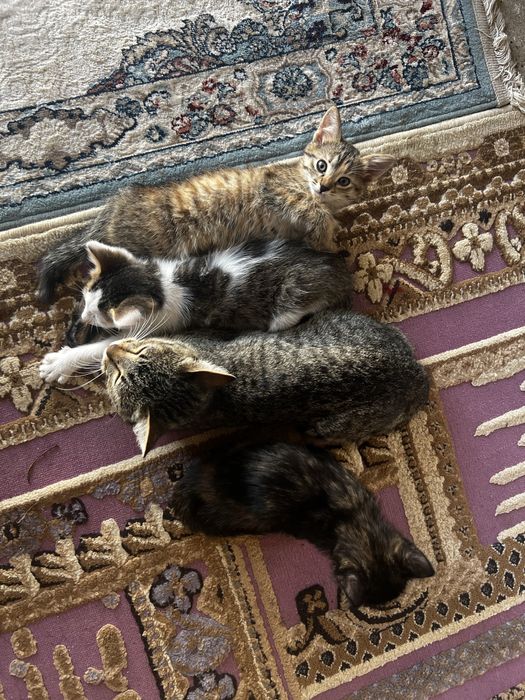 Кошка отдам бесплатно актобе