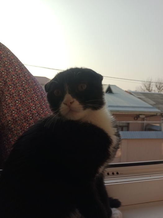 Шотландский вислоухий котёнок