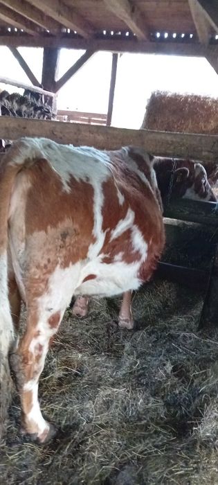 Vând vaca gestantă
