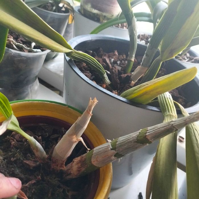 Орхидея морковка catasetum puleatum