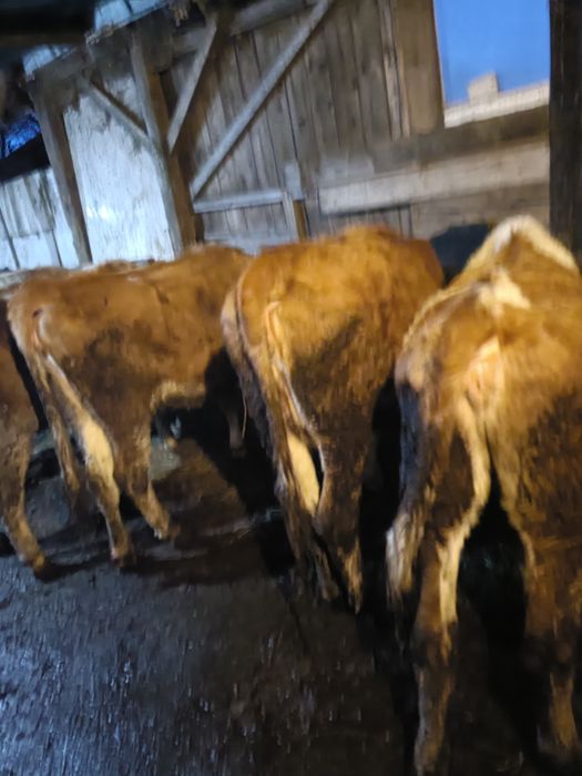 Vând 6 juninci gestante