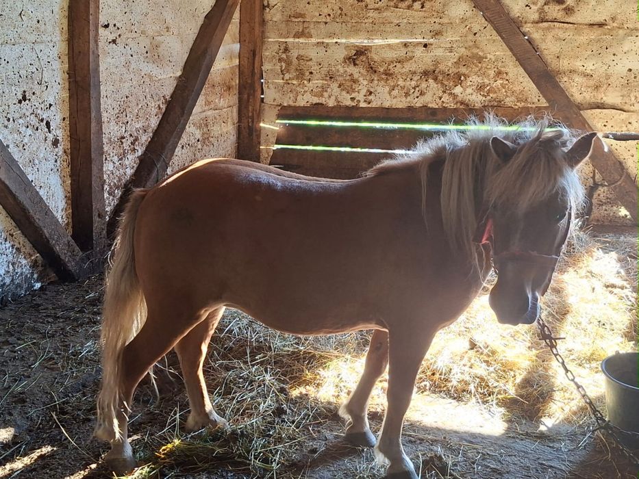 Vând ponei, eladó poni