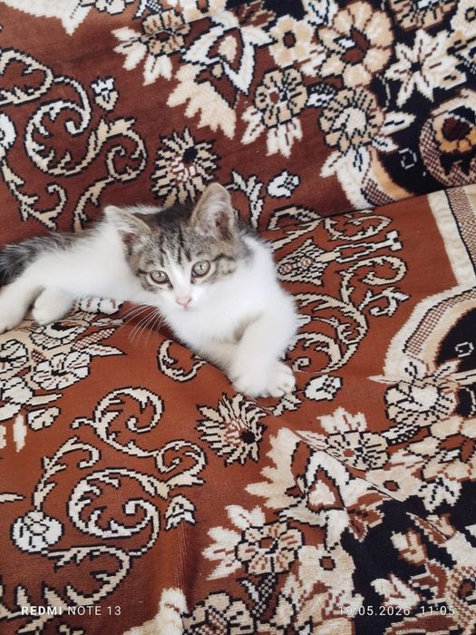 Продается котенок