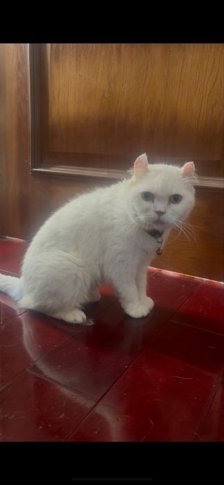 Девочка Мэйн Кун белая как снег