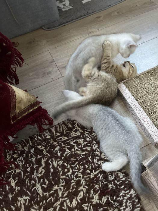 Продам котят британские веслоухих
