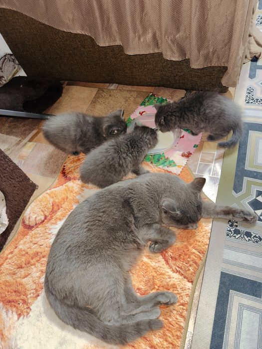 Отдам красивую кошечку
