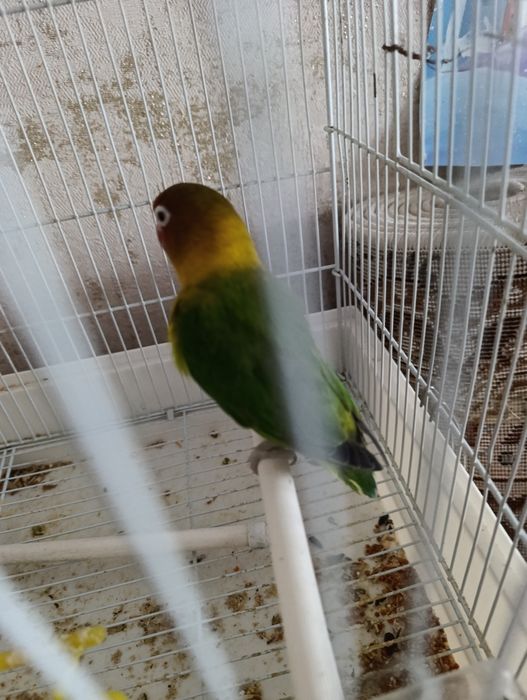 Попугай Корела инеразлучник