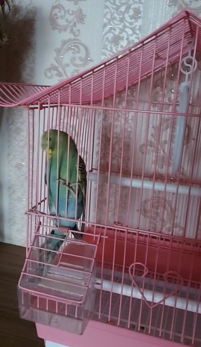 Продам попугая волнистого с клеткой